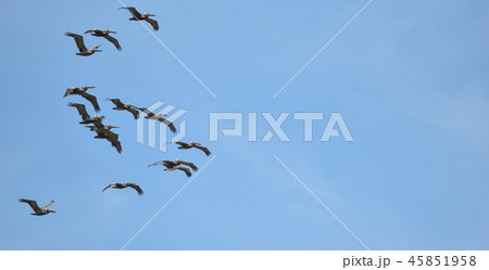 Brown Pelican (Pelecanus occidentalis) in flight. Brown Pelican (Pelecanus occidentalis) in flight. 45851958