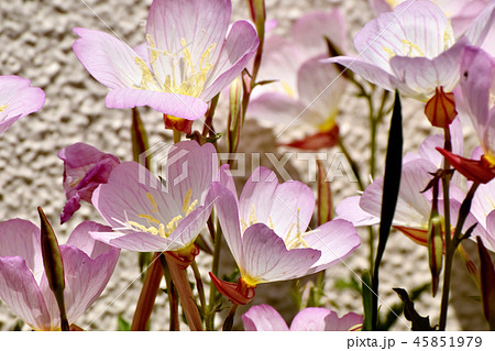 三鷹中原に咲くヒルザキツキミソウ 45851979