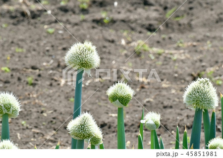 三鷹中原に咲くネギの花 三鷹中原に咲くネギの花 45851981