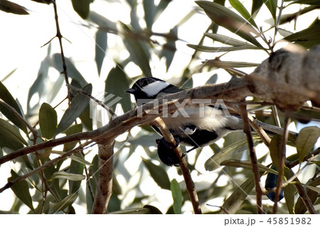 三鷹中原になるオリーブに止まるシジュウカラ 三鷹中原になるオリーブに止まるシジュウカラ 45851982