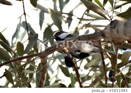 三鷹中原になるオリーブに止まるシジュウカラ 45851983
