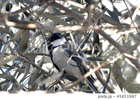 三鷹中原になるオリーブに止まるシジュウカラ 45851987