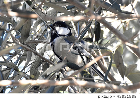 三鷹中原になるオリーブに止まるシジュウカラ 45851988