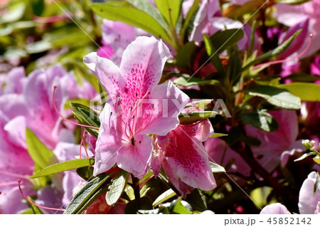 三鷹中原に咲くヒラドツツジ オオムラサキツツジ の写真素材