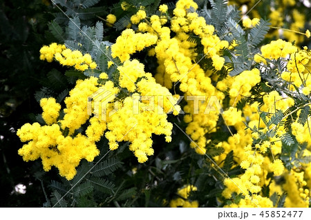 三鷹中原に咲いたアカシヤ・ミモザ 45852477