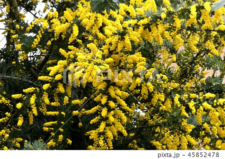 三鷹中原に咲いたアカシヤ・ミモザ 45852478
