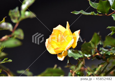 三鷹仙川公園に咲くアンネ・フランクのバラ 三鷹仙川公園に咲くアンネ・フランクのバラ 45852482