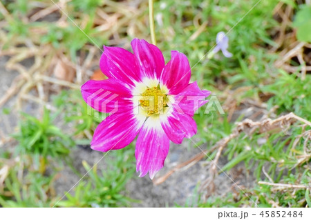 三鷹中原に咲くガーデンダリア 45852484