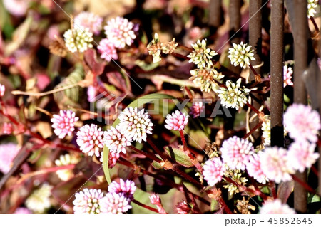 三鷹中原に咲くヒメツルソバ 45852645