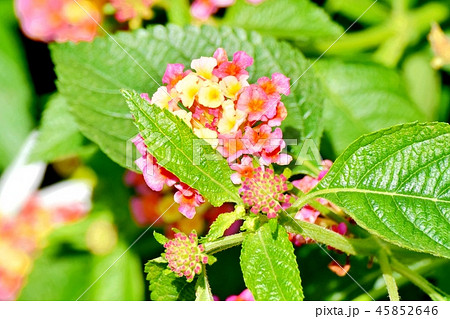 三鷹中原に咲くランタナ 45852646