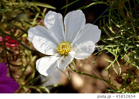 三鷹中原に咲く白いコスモス 45852654