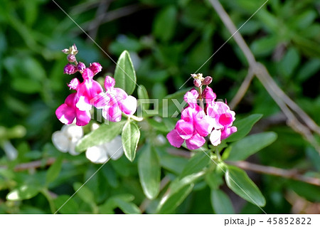 三鷹中原に咲くサルビアミクロフィラ 45852822