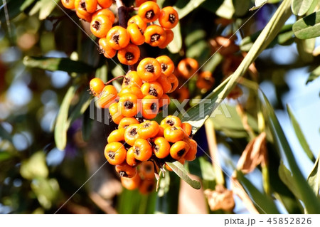 三鷹中原になるピラカンサ(タチバナモドキ)の実 三鷹中原になるピラカンサ(タチバナモドキ)の実 45852826