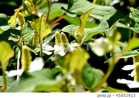 三鷹中原に咲く白いドクダミの花 45852913