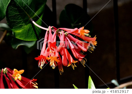 三鷹中原に咲くツキヌキニンドウ 45852917