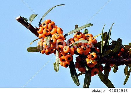 三鷹中原になるピラカンサ（タチバナモドキ）の実 45852918