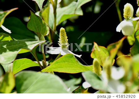 三鷹中原に咲く白いドクダミの花 三鷹中原に咲く白いドクダミの花 45852920