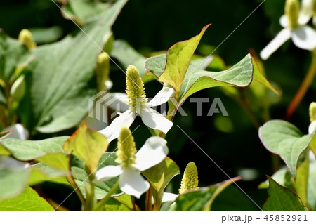 三鷹中原に咲く白いドクダミの花 45852921