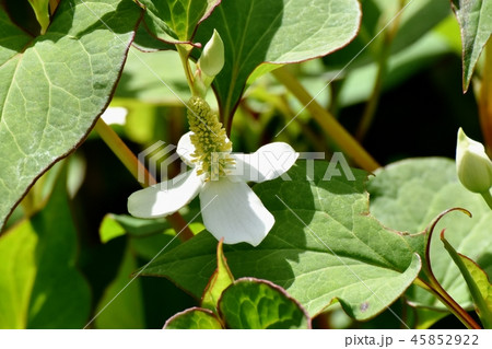 三鷹中原に咲く白いドクダミの花 三鷹中原に咲く白いドクダミの花 45852922