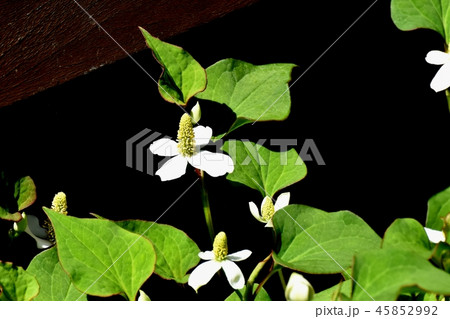 三鷹中原に咲く白いドクダミの花 三鷹中原に咲く白いドクダミの花 45852992