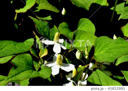 三鷹中原に咲く白いドクダミの花 45852993