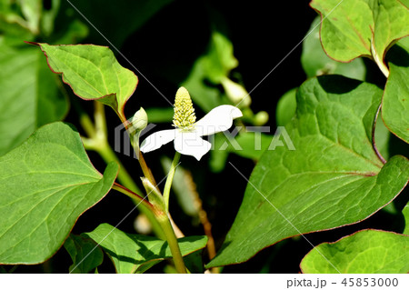 三鷹中原に咲く白いドクダミの花 45853000