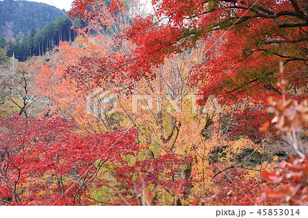 奥多摩の紅葉 奥多摩の紅葉 45853014