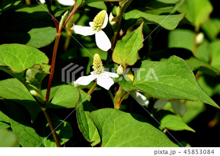 三鷹中原に咲く白いドクダミの花 45853084