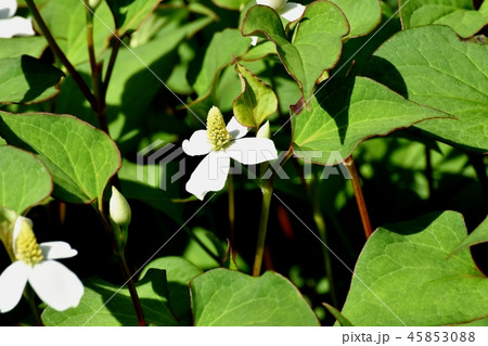 三鷹中原に咲く白いドクダミの花 45853088