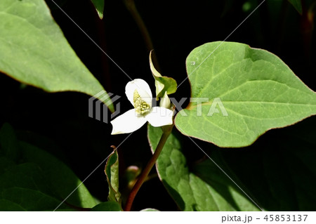 三鷹中原に咲く白いドクダミの花 45853137