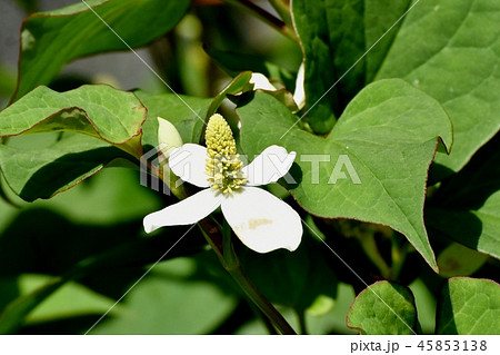 三鷹中原に咲く白いドクダミの花 45853138