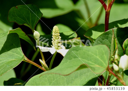 三鷹中原に咲く白いドクダミの花 45853139