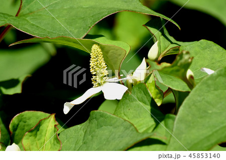 三鷹中原に咲く白いドクダミの花 45853140
