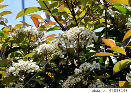 三鷹中原に咲くカナメモチの花 45853143