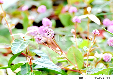 三鷹中原に咲くヒメツルソバ 三鷹中原に咲くヒメツルソバ 45853144