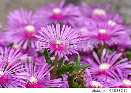 三鷹中原に咲くピンクのマツバギク 45853215