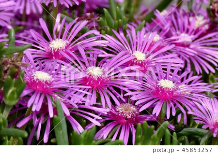 三鷹中原に咲くピンクのマツバギク 45853257