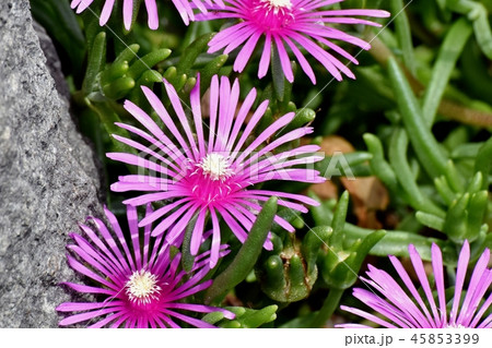 三鷹中原に咲くピンクのマツバギク 三鷹中原に咲くピンクのマツバギク 45853399