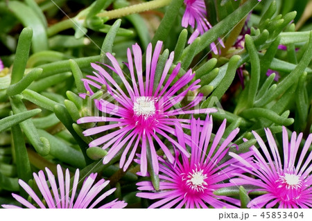 三鷹中原に咲くピンクのマツバギク 三鷹中原に咲くピンクのマツバギク 45853404