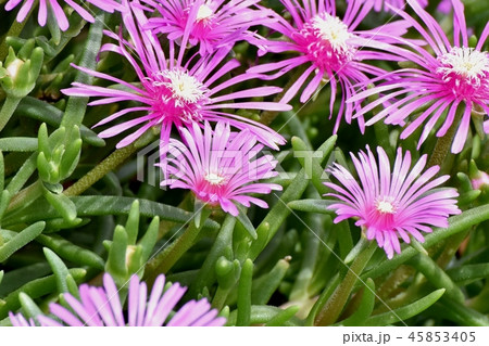 三鷹中原に咲くピンクのマツバギク 三鷹中原に咲くピンクのマツバギク 45853405