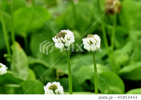 三鷹中原に咲くホワイトクローバー（シロツメクサ） 45853443