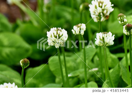 三鷹中原に咲くホワイトクローバー（シロツメクサ） 45853445