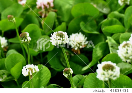 三鷹中原に咲くホワイトクローバー（シロツメクサ） 45853451