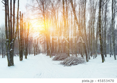 Alley of originally formed trees 45853470