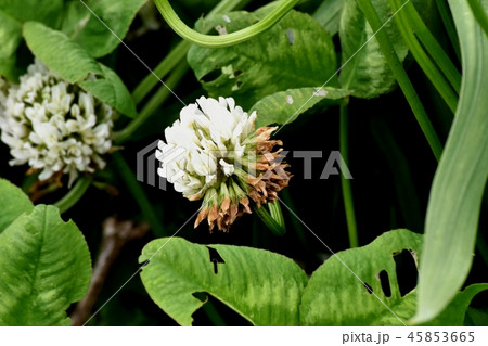三鷹中原に咲くホワイトクローバー（シロツメクサ） 45853665