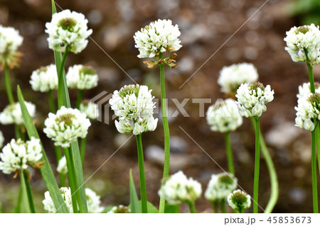 三鷹中原に咲くホワイトクローバー（シロツメクサ） 45853673
