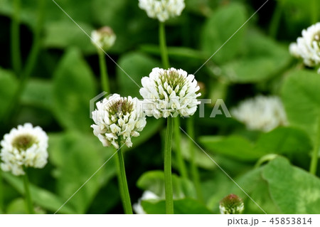 三鷹中原に咲くホワイトクローバー(シロツメクサ) 三鷹中原に咲くホワイトクローバー(シロツメクサ) 45853814