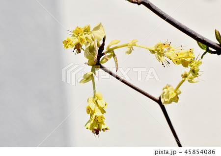 三鷹中原に咲くトサミズキの花 45854086