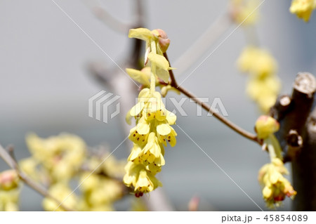 三鷹中原に咲くトサミズキの花 三鷹中原に咲くトサミズキの花 45854089
