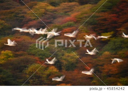 下池の白鳥 45854242